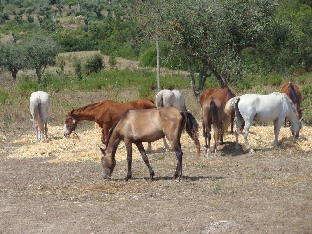 Country House Villas Santarém מראה חיצוני תמונה